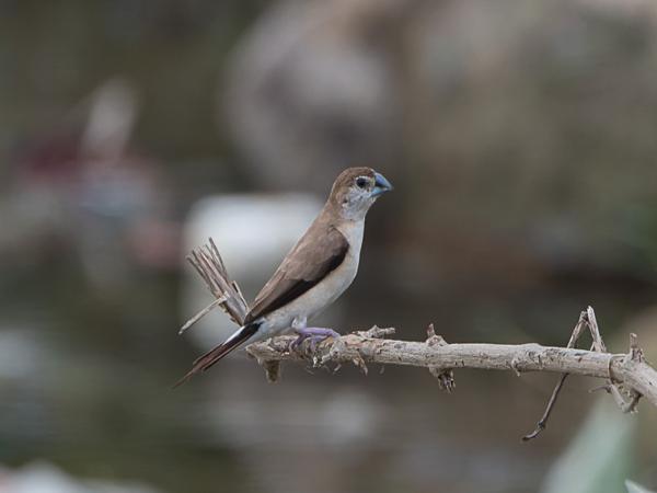 <h3><a href="/trips/srilanka/biota/animalia/chordata/aves/040 passeriformes/115 estrildidae/euodice malabarica/euodice malabarica-nl.html">Euodice&nbsp;malabarica</a> / Indian&nbsp;silverbill / Loodbekje</h3>NIKON D500 met AF-S Nikkor 80-400mm f/4.5-5.6G ED VR, 1/250 sec  bij F8.0, ISO 200, afstand 11.8&nbsp;m